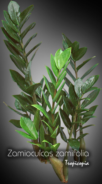 Foliage plant - Zamioculcas zamifolia - Zz plant